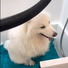퍼피워시